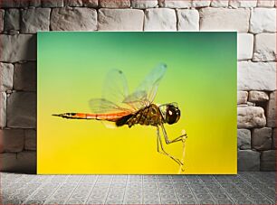 Πίνακας, Close-up of a Dragonfly Κοντινό πλάνο μιας Dragonfly