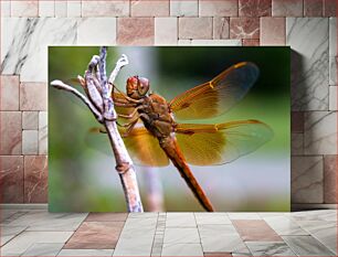 Πίνακας, Close-up of a Dragonfly on a Branch Κοντινό πλάνο μιας λιβελλούλης σε ένα κλαδί