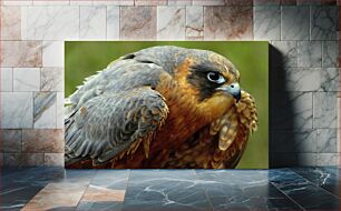 Πίνακας, Close-up of a Falcon Κοντινό πλάνο ενός γερακιού