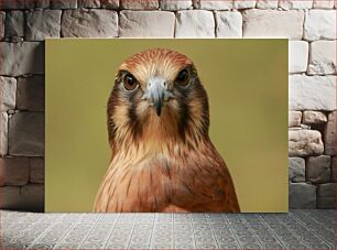 Πίνακας, Close-up of a Falcon Κοντινό πλάνο ενός γερακιού