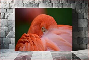 Πίνακας, Close-up of a Flamingo Κοντινό πλάνο ενός φλαμίνγκο