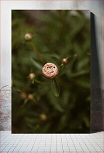 Πίνακας, Close-up of a Flower Bud Κοντινό πλάνο ενός μπουμπουκιού λουλουδιών
