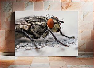 Πίνακας, Close-up of a Fly Κοντινό πλάνο μιας μύγας