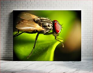 Πίνακας, Close-up of a Fly on a Leaf Κοντινό πλάνο μιας μύγας σε ένα φύλλο