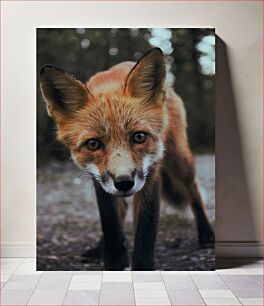 Πίνακας, Close-up of a Fox Κοντινό πλάνο μιας αλεπούς