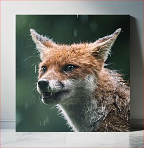 Πίνακας, Close-Up of a Fox Κοντινό πλάνο μιας αλεπούς