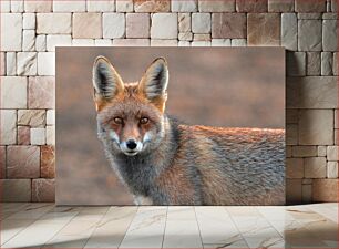 Πίνακας, Close-up of a Fox Κοντινό πλάνο μιας αλεπούς