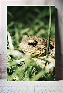 Πίνακας, Close-Up of a Frog in Grass Κοντινό πλάνο ενός βάτραχου στο γρασίδι