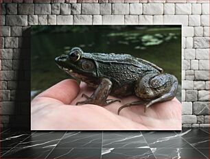 Πίνακας, Close-up of a Frog on a Hand Κοντινό πλάνο ενός βατράχου σε ένα χέρι