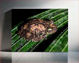 Πίνακας, Close-Up of a Frog on a Leaf Κοντινό πλάνο ενός βατράχου σε ένα φύλλο