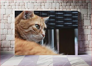 Πίνακας, Close-up of a Ginger Cat Κοντινό πλάνο μιας γάτας τζίντζερ