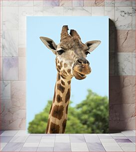 Πίνακας, Close-up of a Giraffe Κοντινό πλάνο μιας καμηλοπάρδαλης
