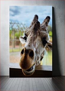 Πίνακας, Close-up of a Giraffe Κοντινό πλάνο μιας καμηλοπάρδαλης