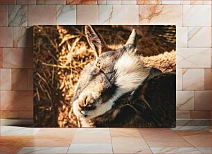 Πίνακας, Close-up of a Goat Κοντινό πλάνο μιας κατσίκας