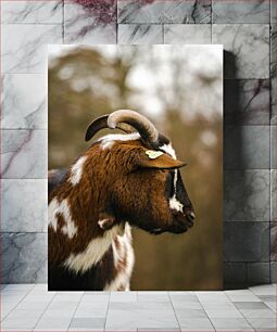 Πίνακας, Close-Up of a Goat Κοντινό πλάνο μιας κατσίκας