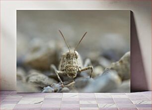 Πίνακας, Close-Up of a Grasshopper Κοντινό πλάνο μιας ακρίδας
