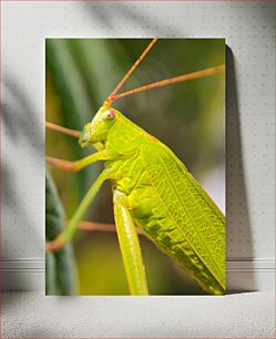 Πίνακας, Close-up of a Grasshopper Κοντινό πλάνο μιας ακρίδας