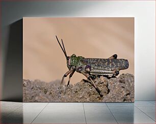 Πίνακας, Close-up of a Grasshopper Κοντινό πλάνο μιας ακρίδας