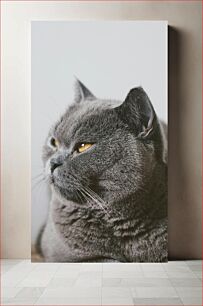 Πίνακας, Close-up of a Gray Cat Κοντινό πλάνο μιας γκρίζας γάτας