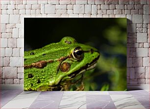 Πίνακας, Close-up of a Green Frog Κοντινό πλάνο ενός πράσινου βάτραχου