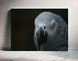 Πίνακας, Close-up of a Grey Parrot Κοντινό πλάνο ενός γκρίζου παπαγάλου
