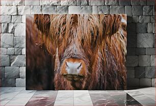 Πίνακας, Close-up of a Highland Cow Κοντινό πλάνο μιας αγελάδας Highland