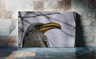 Πίνακας, Close-up of a Hornbill Κοντινό πλάνο ενός Hornbill