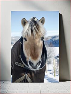 Πίνακας, Close-up of a Horse in Winter Κοντινό πλάνο ενός αλόγου το χειμώνα