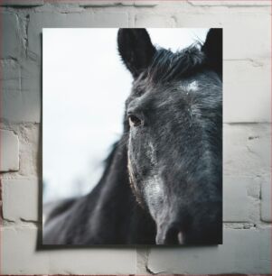 Πίνακας, Close-up of a Horse Κοντινό πλάνο ενός αλόγου