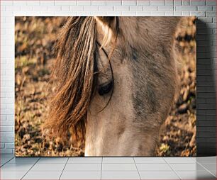 Πίνακας, Close-up of a Horse Κοντινό πλάνο ενός αλόγου