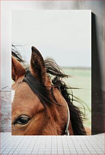 Πίνακας, Close Up of a Horse Κοντινό πλάνο ενός αλόγου