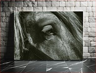 Πίνακας, Close-up of a Horse's Eye Κοντινό πλάνο του ματιού ενός αλόγου