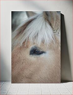 Πίνακας, Close-Up of a Horse's Eye Κοντινό πλάνο του ματιού ενός αλόγου