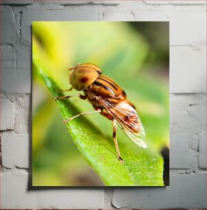 Πίνακας, Close-up of a Hoverfly Κοντινό πλάνο ενός Hoverfly