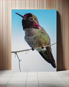 Πίνακας, Close-up of a Hummingbird Κοντινό πλάνο ενός κολιμπρί
