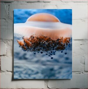 Πίνακας, Close-up of a Jellyfish Κοντινό πλάνο μιας μέδουσας