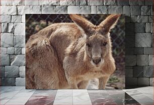 Πίνακας, Close-Up of a Kangaroo Κοντινό πλάνο ενός καγκουρό