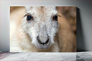 Πίνακας, Close-Up of a Kangaroo Κοντινό πλάνο ενός καγκουρό