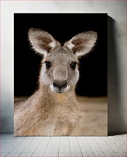 Πίνακας, Close-up of a Kangaroo Κοντινό πλάνο ενός καγκουρό