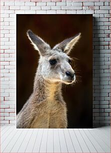 Πίνακας, Close-up of a Kangaroo Κοντινό πλάνο ενός καγκουρό