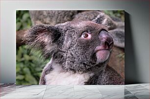 Πίνακας, Close-up of a Koala Κοντινό πλάνο ενός κοάλα