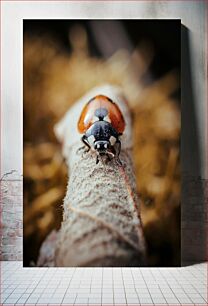 Πίνακας, Close-up of a Ladybug Κοντινό πλάνο μιας πασχαλίτσας
