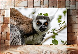 Πίνακας, Close-Up of a Lemur Κοντινό πλάνο ενός Λεμούριου