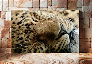 Πίνακας, Close Up of a Leopard Κοντινό πλάνο μιας λεοπάρδαλης