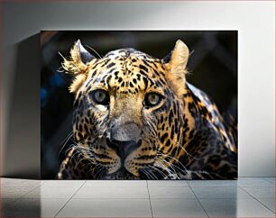 Πίνακας, Close-up of a Leopard Κοντινό πλάνο μιας λεοπάρδαλης