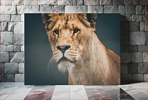 Πίνακας, Close-Up of a Lion Κοντινό πλάνο ενός λιονταριού