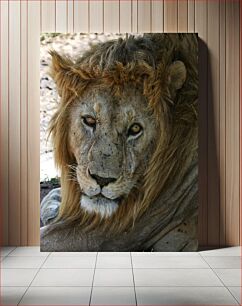 Πίνακας, Close-up of a Lion Κοντινό πλάνο ενός λιονταριού