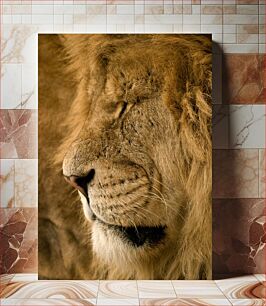 Πίνακας, Close-up of a Lion's Face Κοντινό πλάνο του προσώπου ενός λιονταριού