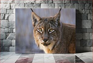 Πίνακας, Close-up of a Lynx Κοντινό πλάνο ενός Λυγξ