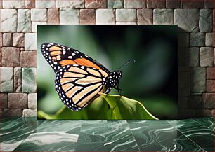 Πίνακας, Close-up of a Monarch Butterfly Κοντινό πλάνο μιας πεταλούδας Monarch